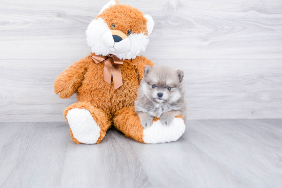 Pomeranian Puppy for Adoption