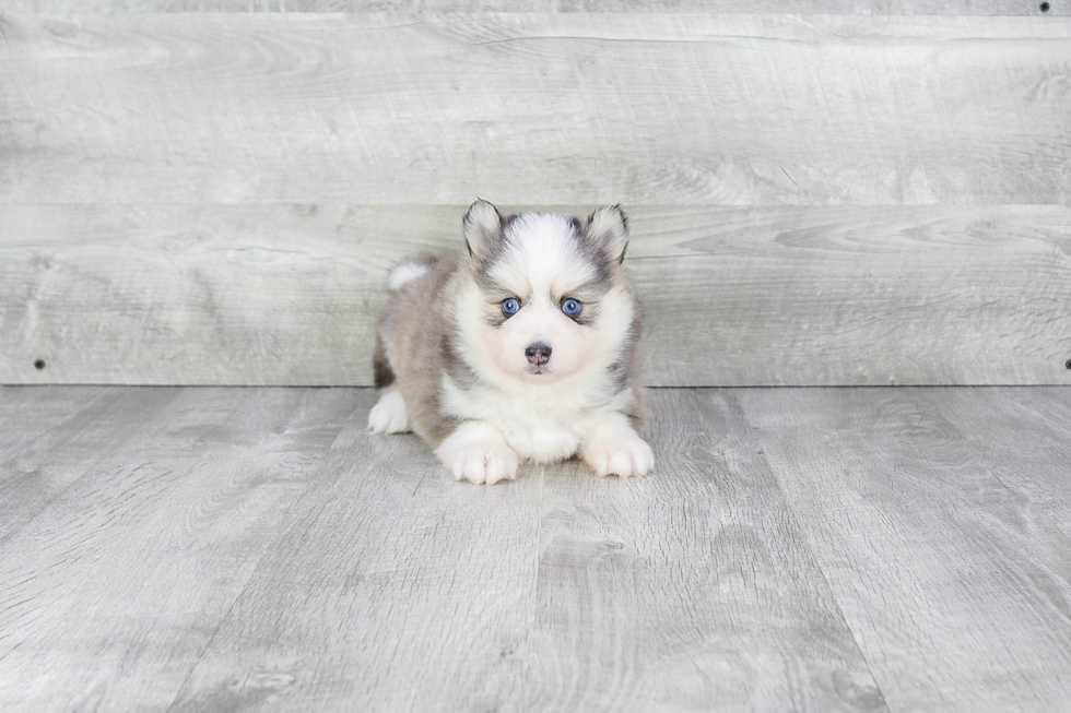 Pomsky Pup Being Cute