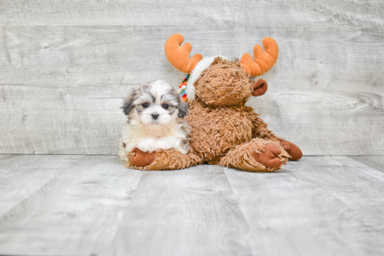 Teddy Bear Pup Being Cute