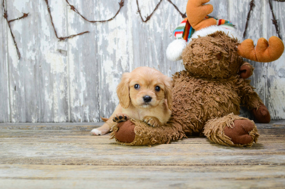 Popular Cavalier King Charles Spaniel Purebred Pup