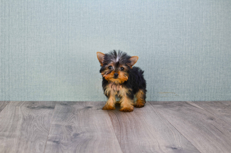 Meet Steph - our Yorkshire Terrier Puppy Photo 