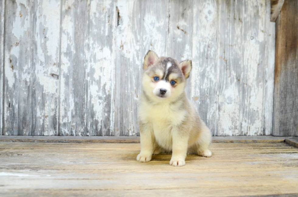 Pomsky Pup Being Cute