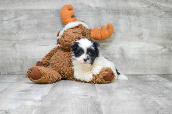 Havanese Pup Being Cute