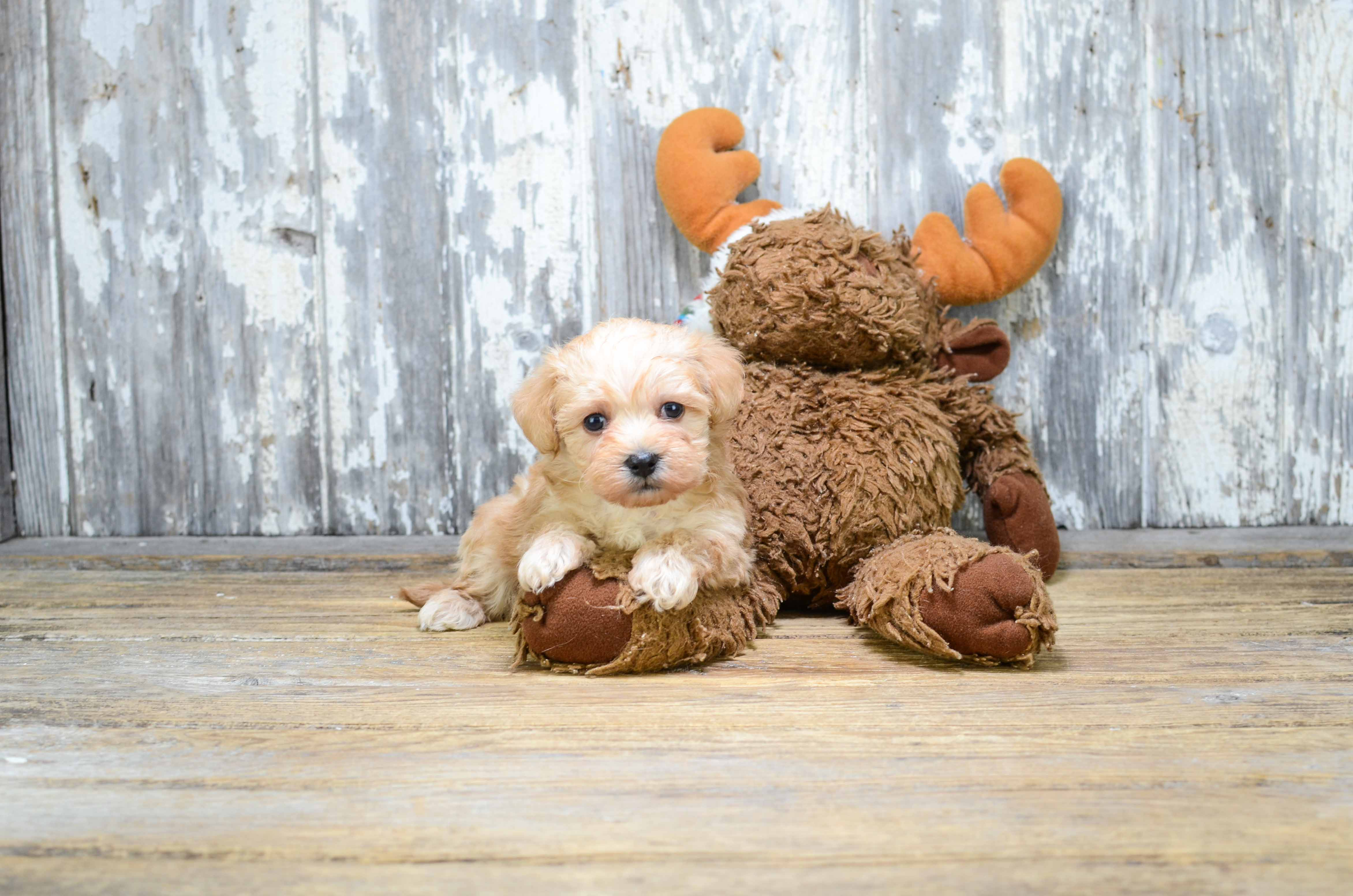 Best Morkie Baby