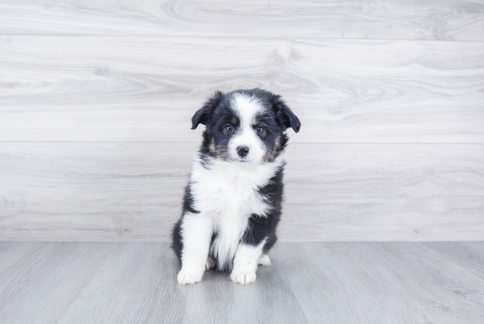 Mini Aussiedoodle Puppy for Adoption