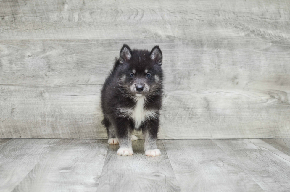 Smart Pomsky Designer Pup