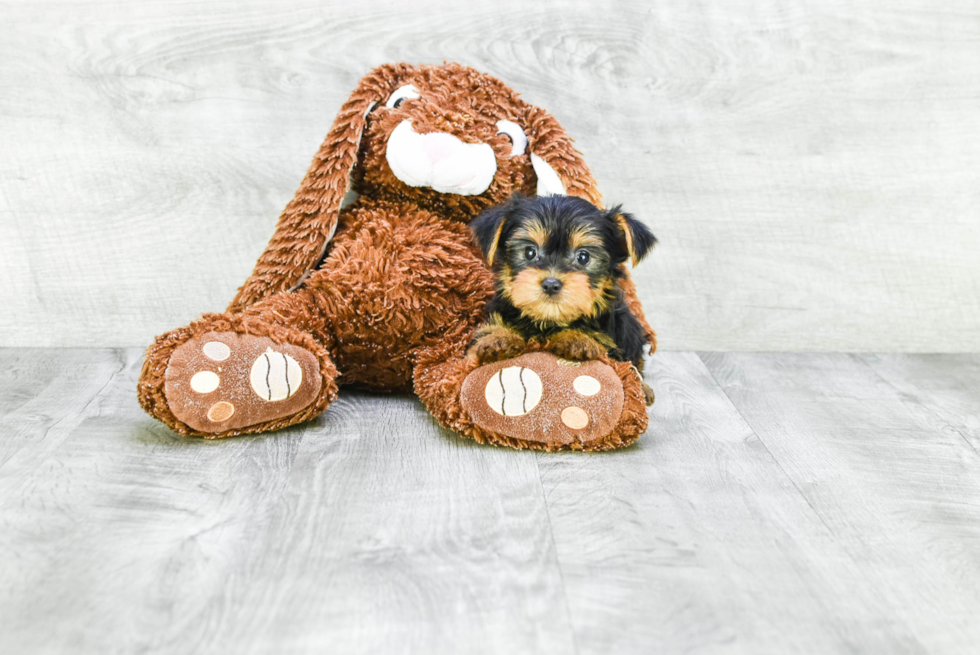 Meet Beyonce - our Yorkshire Terrier Puppy Photo 