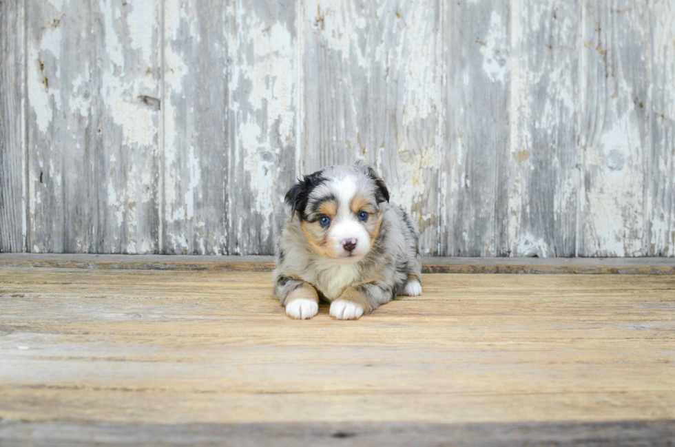 Best Mini Aussiedoodle Baby