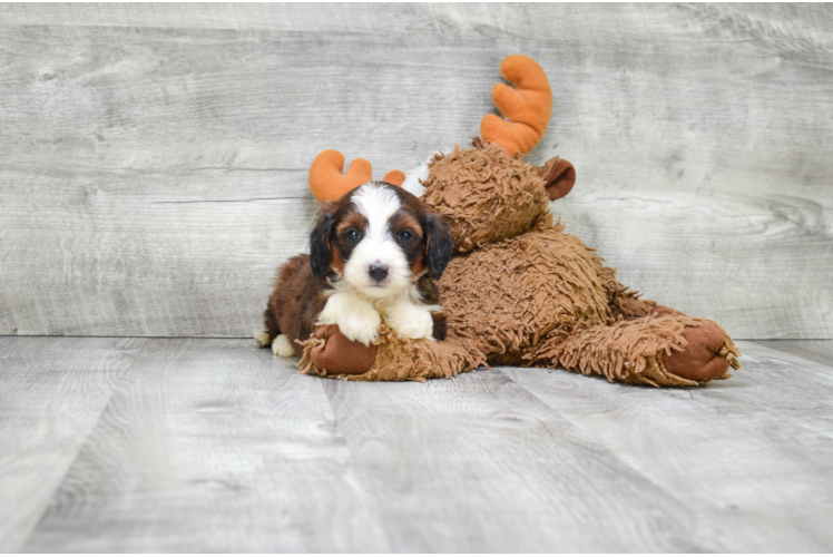 Smart Mini Bernedoodle Poodle Mix Pup