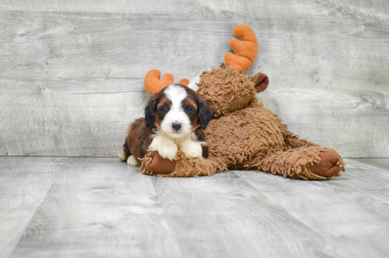 Smart Mini Bernedoodle Poodle Mix Pup