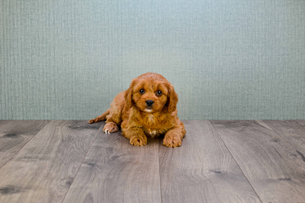 Cavapoo Pup Being Cute