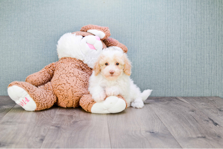 Petite Cavapoo Poodle Mix Pup