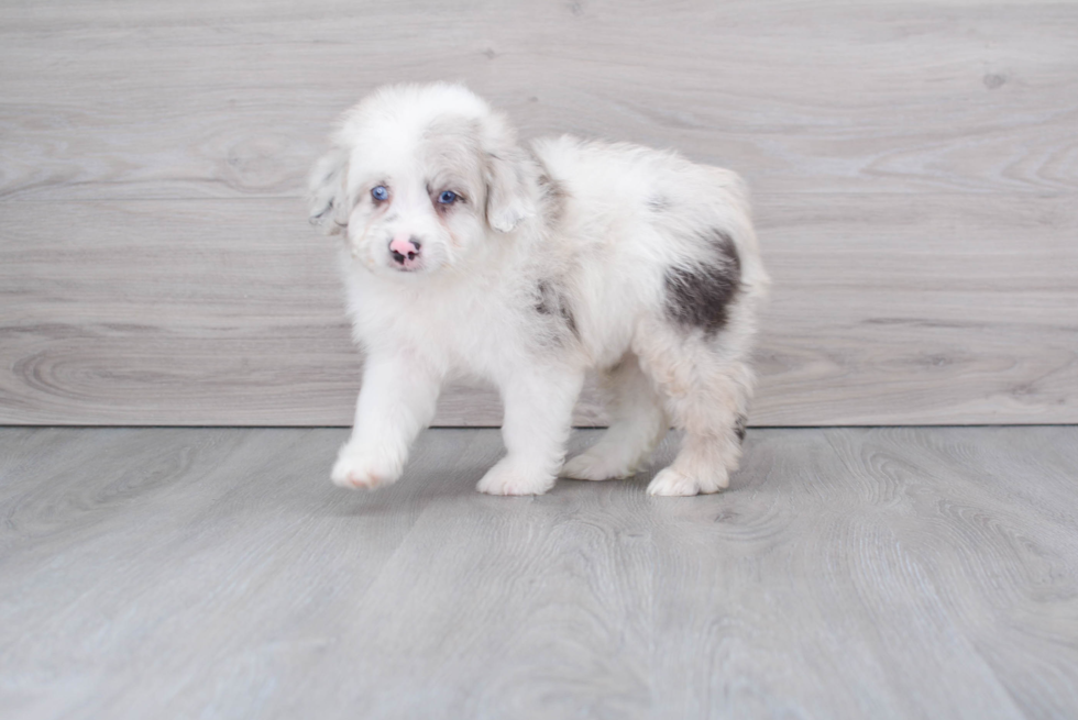 Mini Aussiedoodle Pup Being Cute