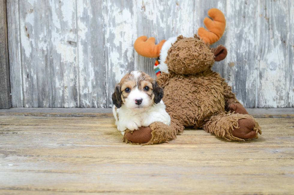 Smart Cavachon Designer Pup