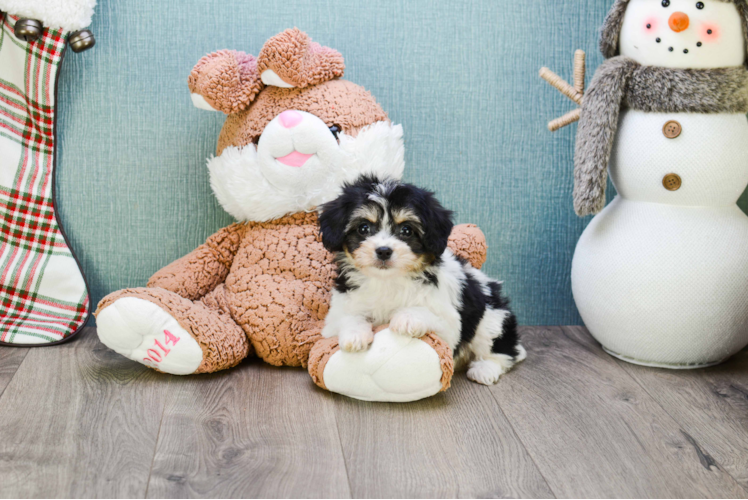 Cavachon Pup Being Cute