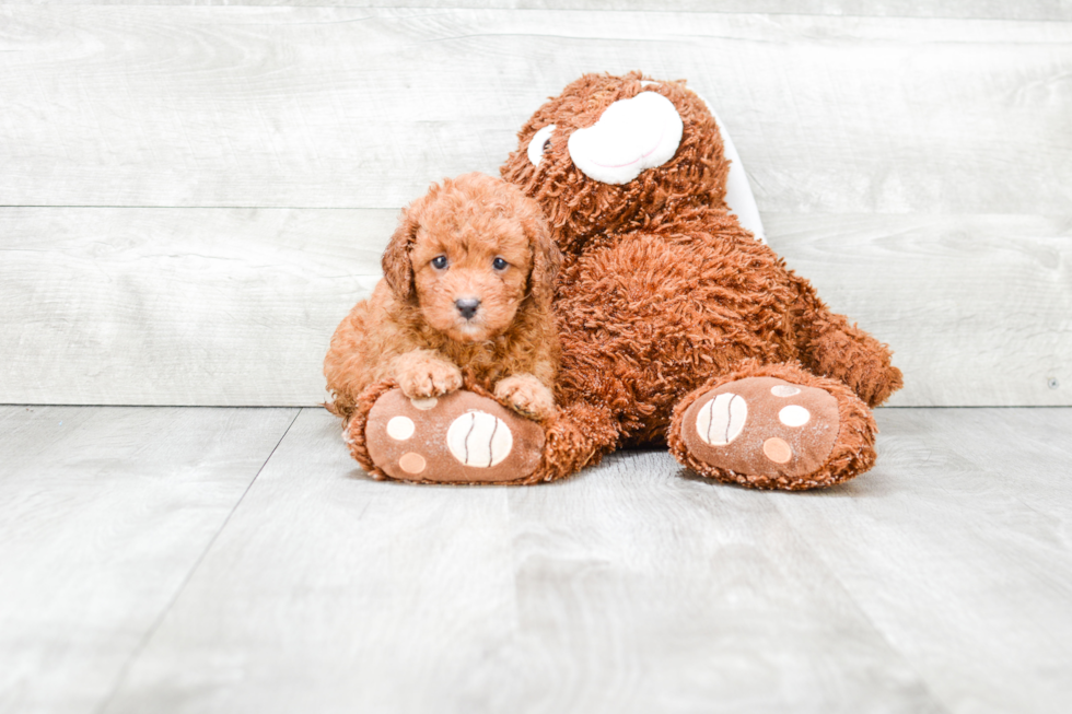 Sweet Mini Goldendoodle Baby