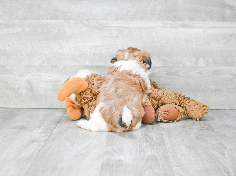 Friendly Teddy Bear Baby