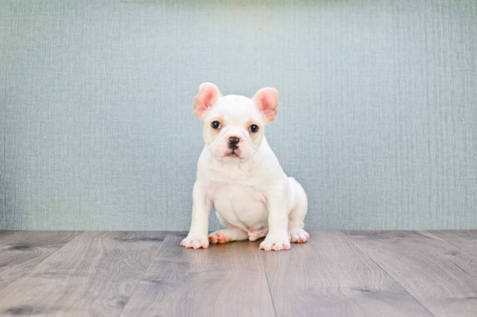 French Bulldog Pup Being Cute