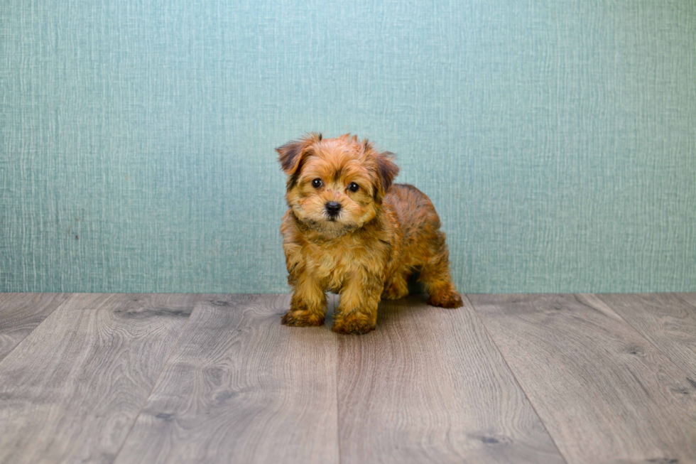 Morkie Pup Being Cute