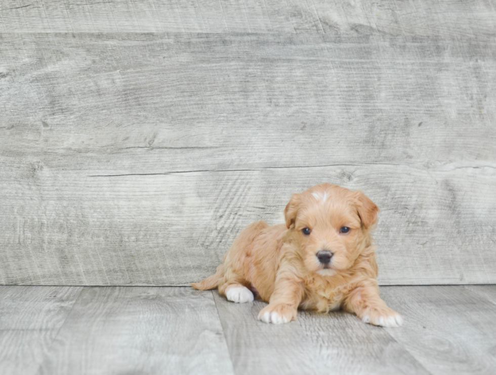 Popular Maltipoo Poodle Mix Pup