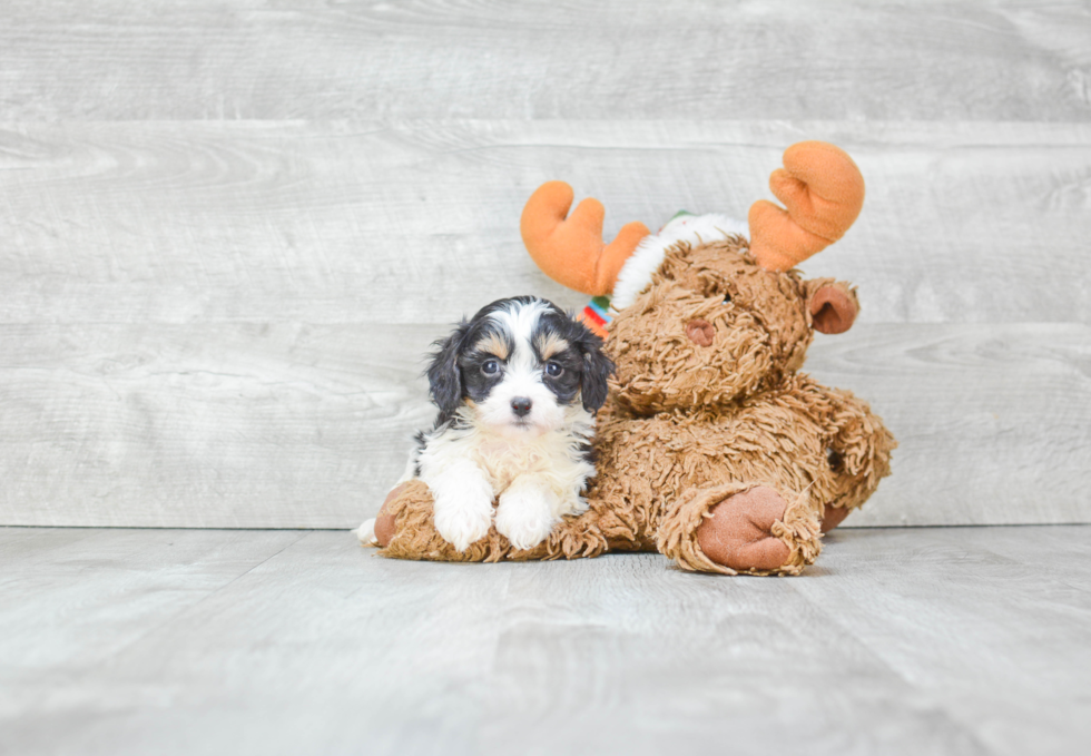 Best Cavachon Baby