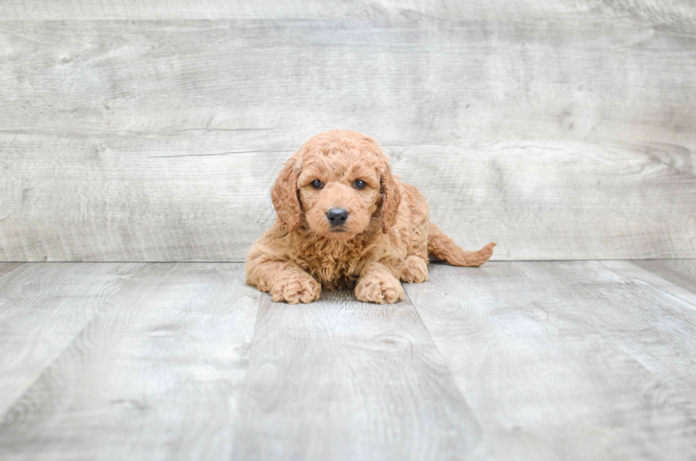 Mini Goldendoodle Pup Being Cute