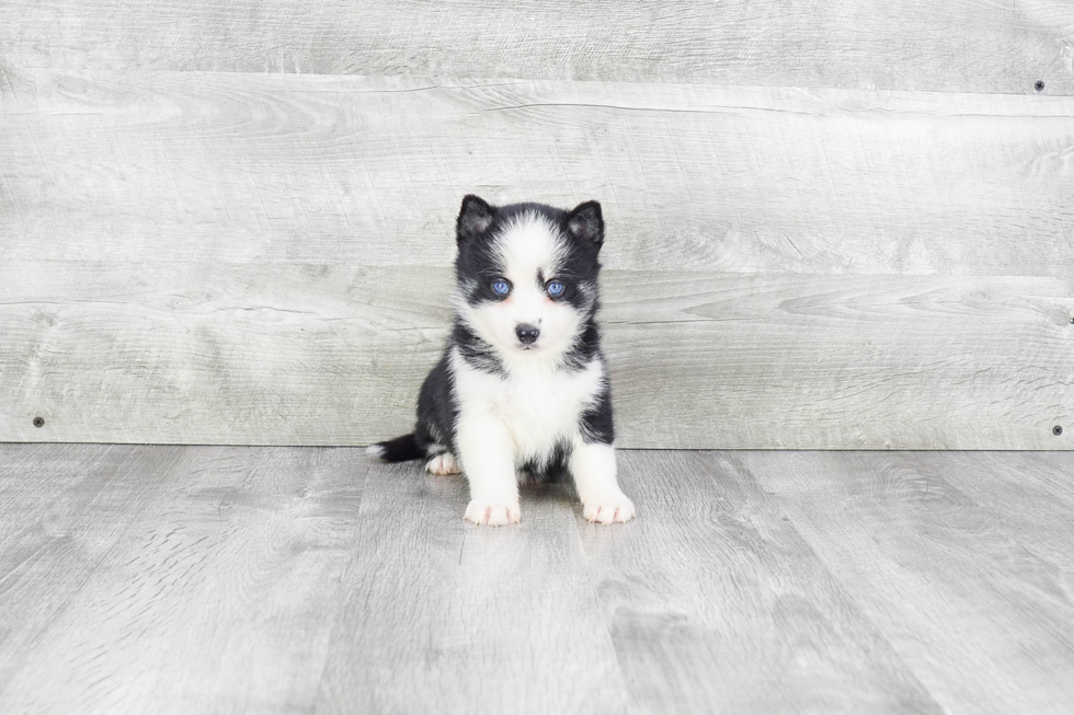 Small Pomsky Baby