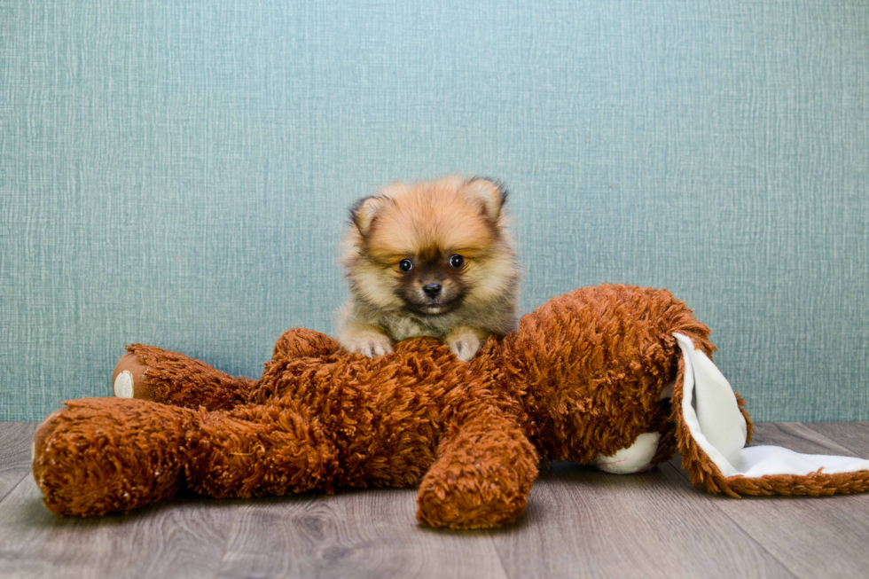 Small Pomeranian Baby