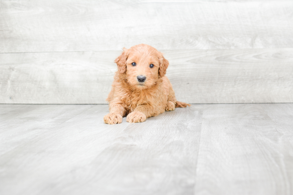 Petite Mini Goldendoodle Poodle Mix Pup