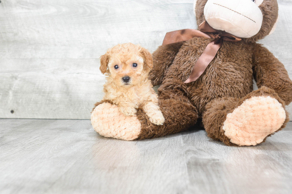 Playful Poodle Baby