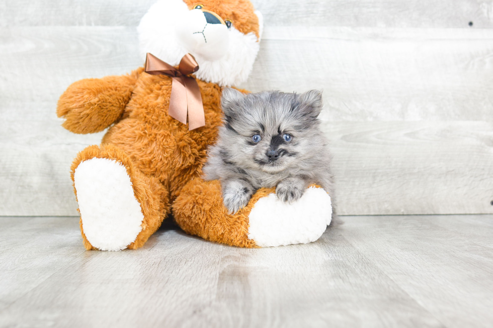 Hypoallergenic Pomeranian Baby