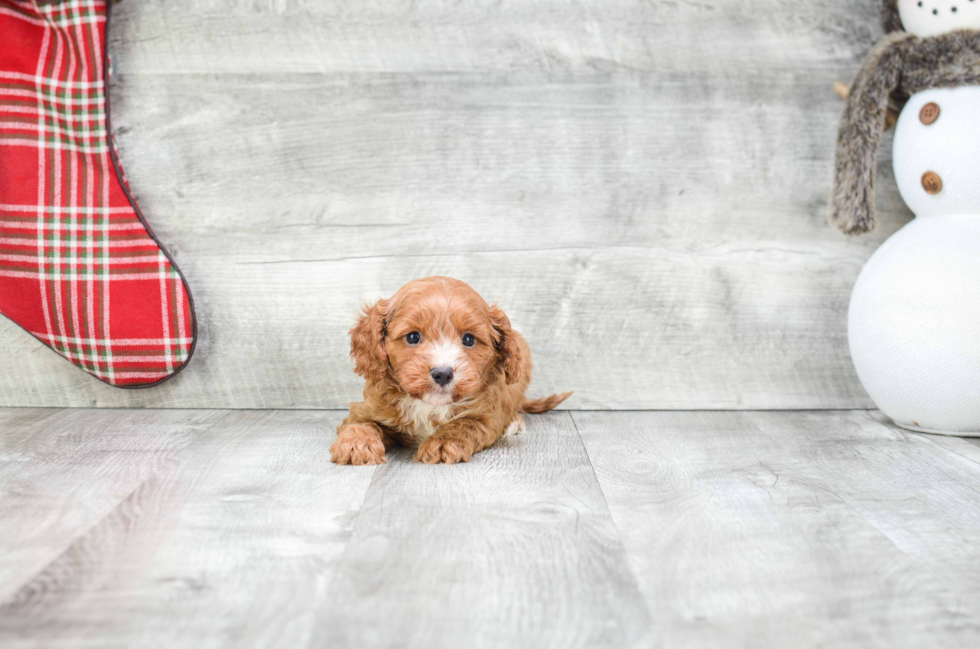 Happy Cavapoo Baby