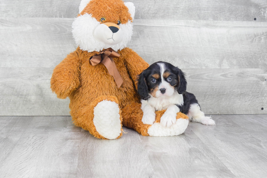 Akc Registered Cavalier King Charles Spaniel Baby