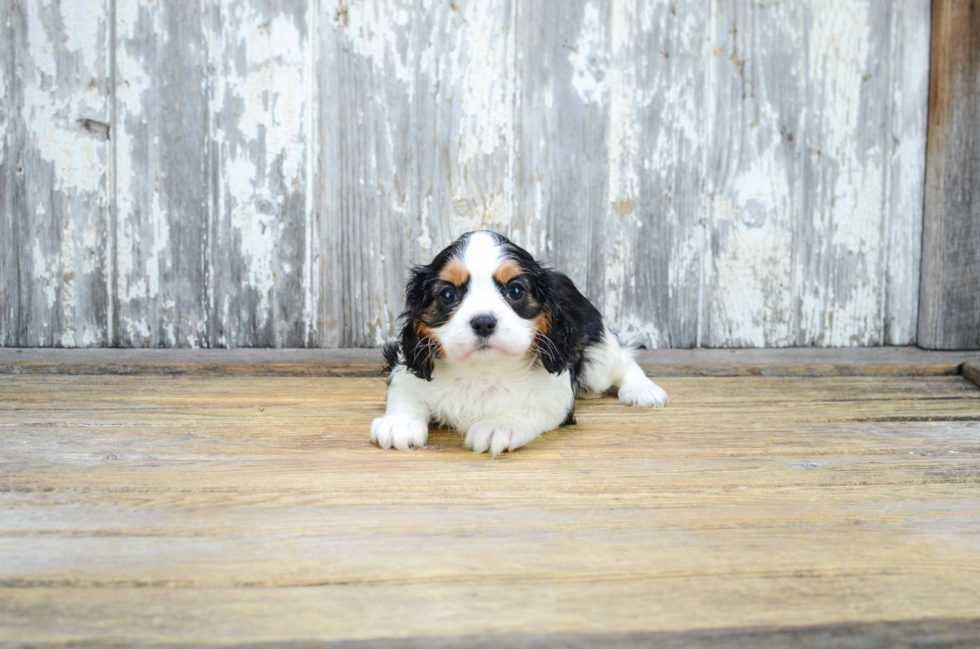 Fluffy Cavalier King Charles Spaniel Purebred Puppy