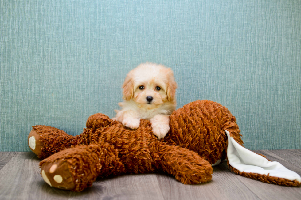 Maltipoo Pup Being Cute