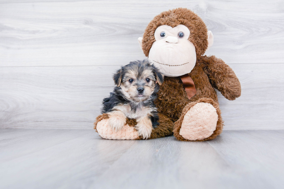 Morkie Pup Being Cute