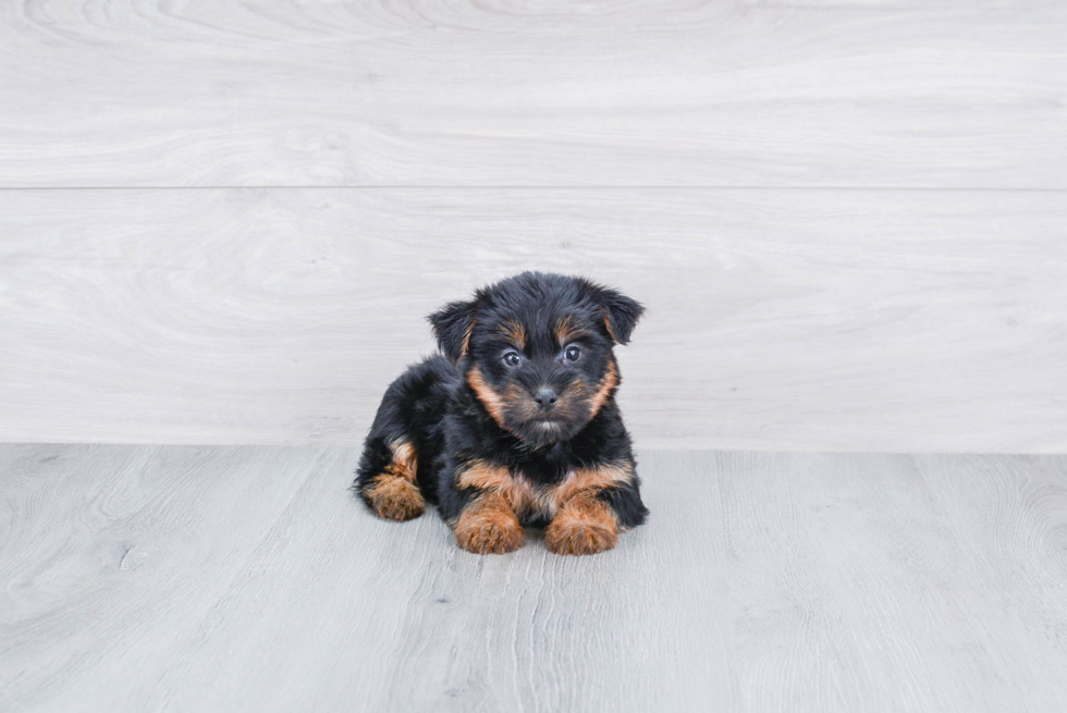 Meet Isabella - our Yorkshire Terrier Puppy Photo 