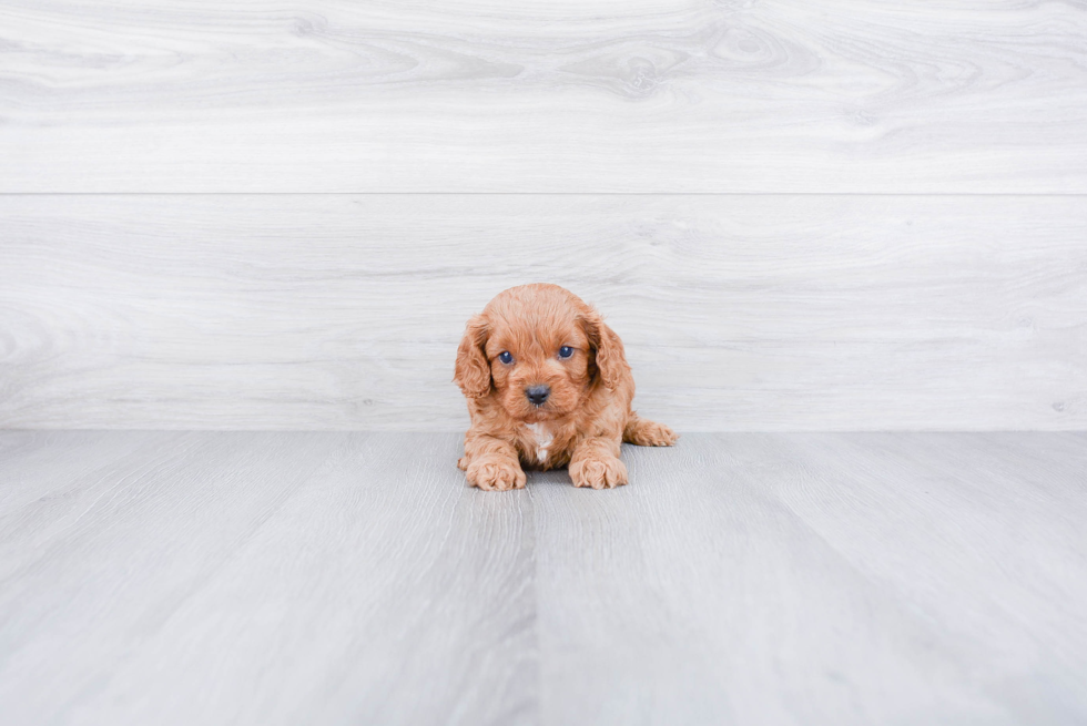 Sweet Cavapoo Baby