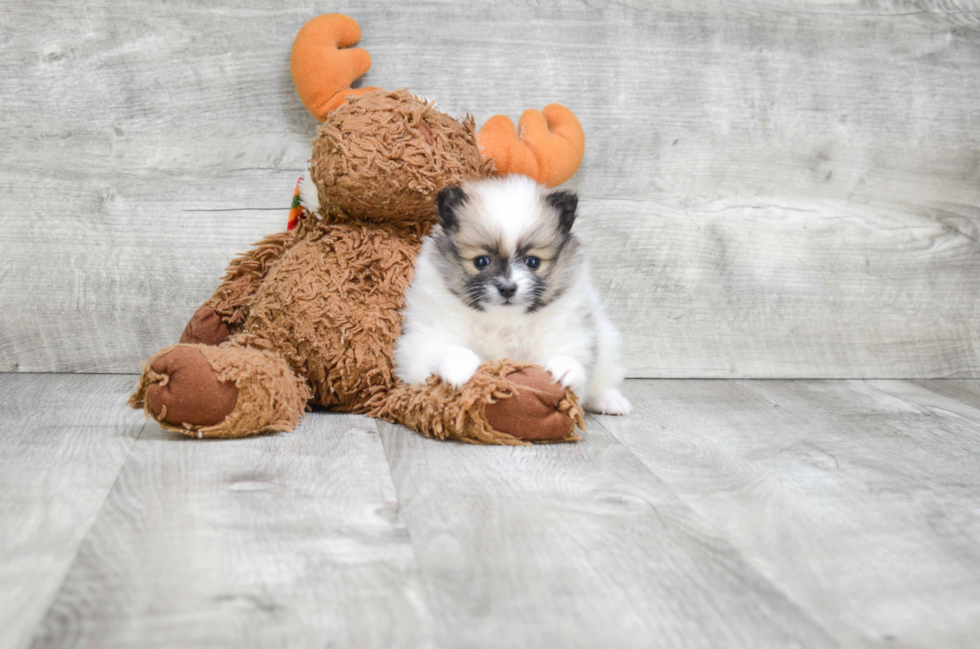 Pomeranian Pup Being Cute