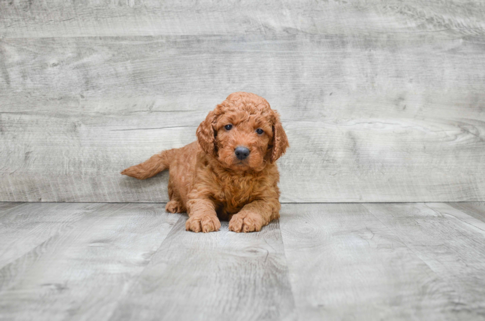 Mini Goldendoodle Pup Being Cute