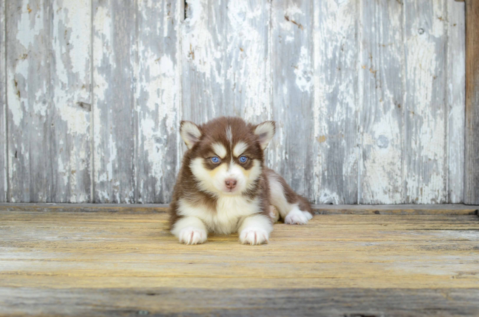 Cute Pomsky Baby