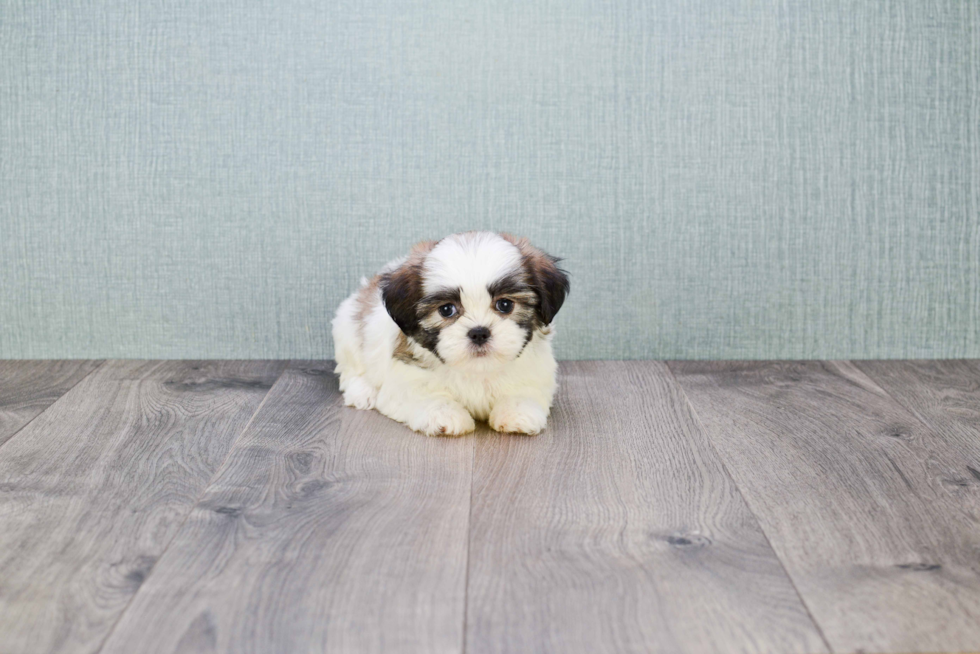 Teddy Bear Pup Being Cute