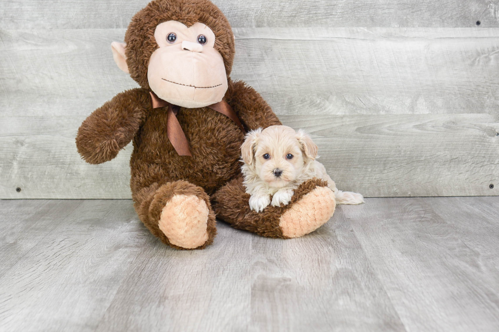 Smart Maltipoo Poodle Mix Pup