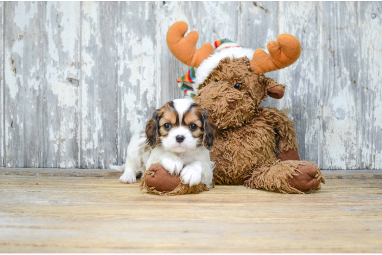 Adorable Cavalier Designer Puppy