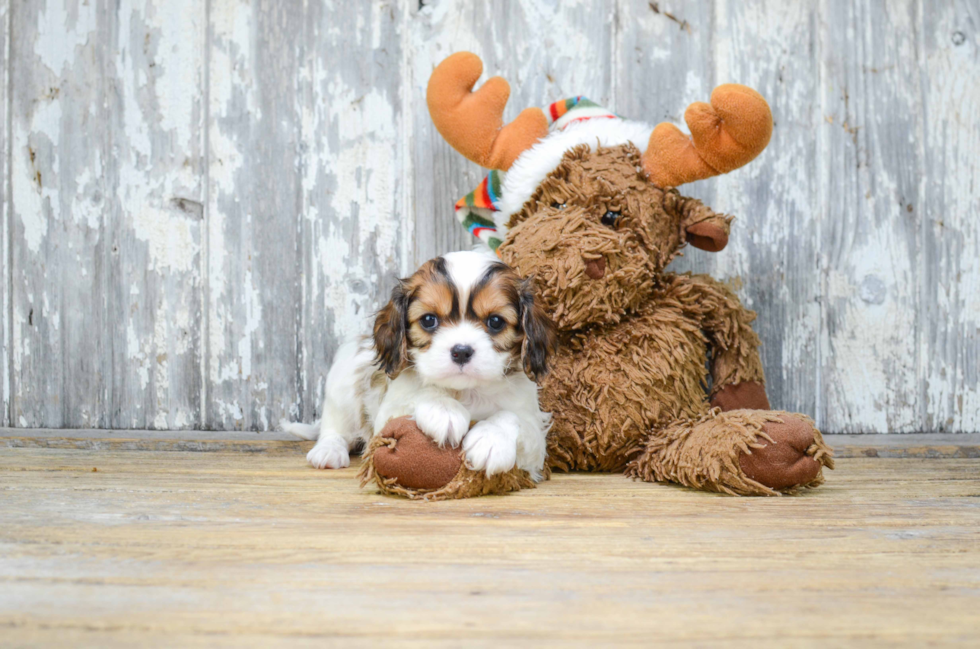 Adorable Cavalier Designer Puppy