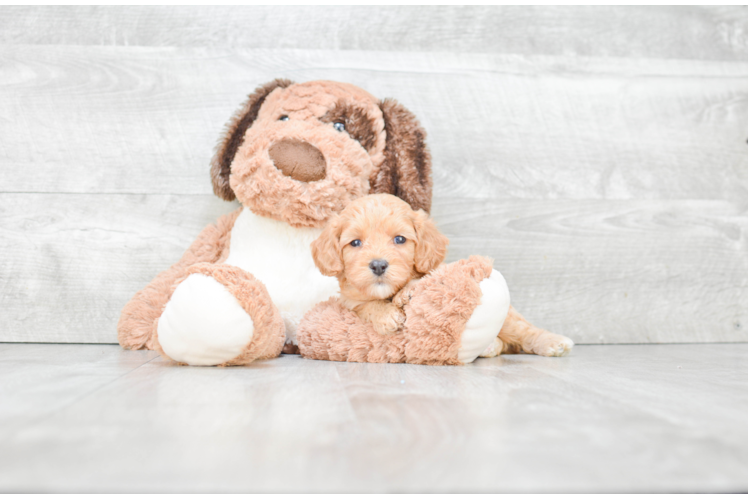 Best Cavapoo Baby