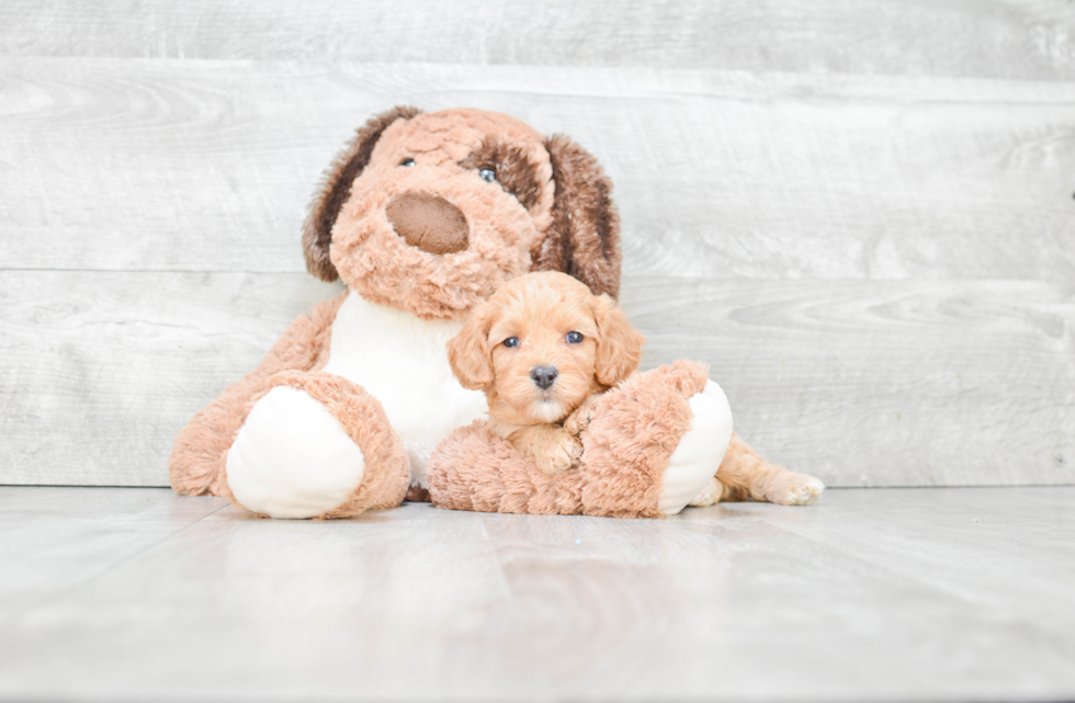 Best Cavapoo Baby