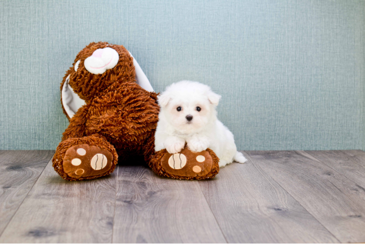 Petite Maltese Purebred Puppy