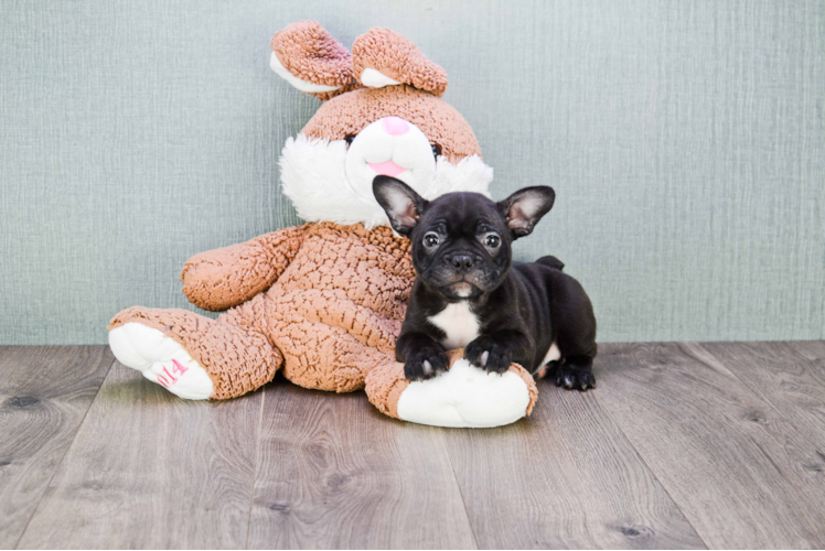 Best French Bulldog Baby