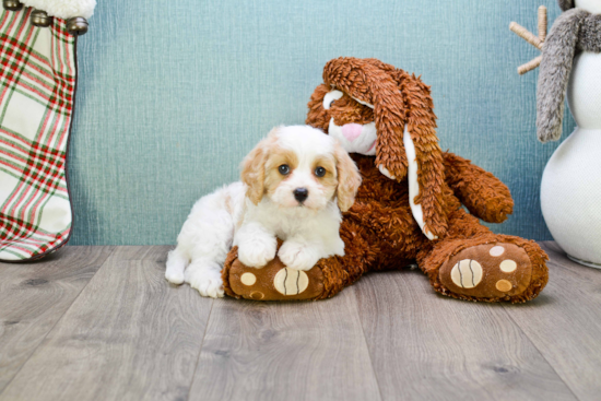 Petite Cavachon Designer Pup